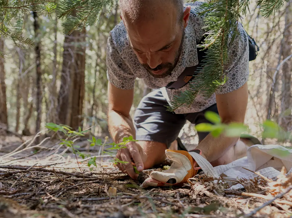A man havesting mushroom in a forest