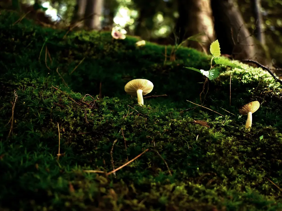 A small white mushroom growing in the forest