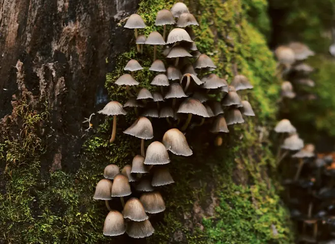 Tightly grouped brown mushroom growing on a tree